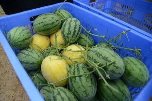 有吃瓜群吗,吃瓜群背后的社交现象